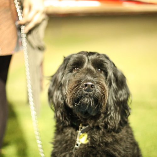 A photograph of Kyla, a three year-old black labrador poodle cross. She is sitting and looking just past the camera. A blurry outline of a woman and the dogs lead can be seen in the background.